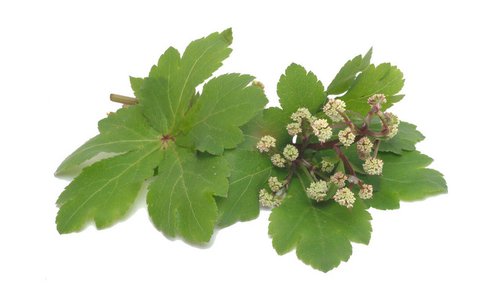 Der Zauberer - die Heilpflanze Sanikel und dessen entgiftende Wirkung