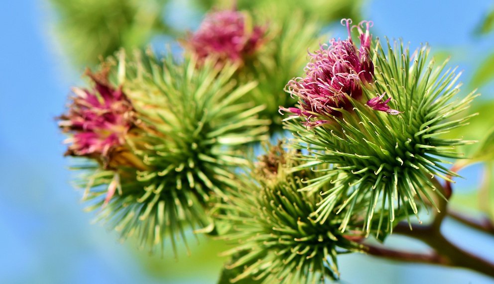 Heilpflanze Klette - eine vielseitige Heilerin 